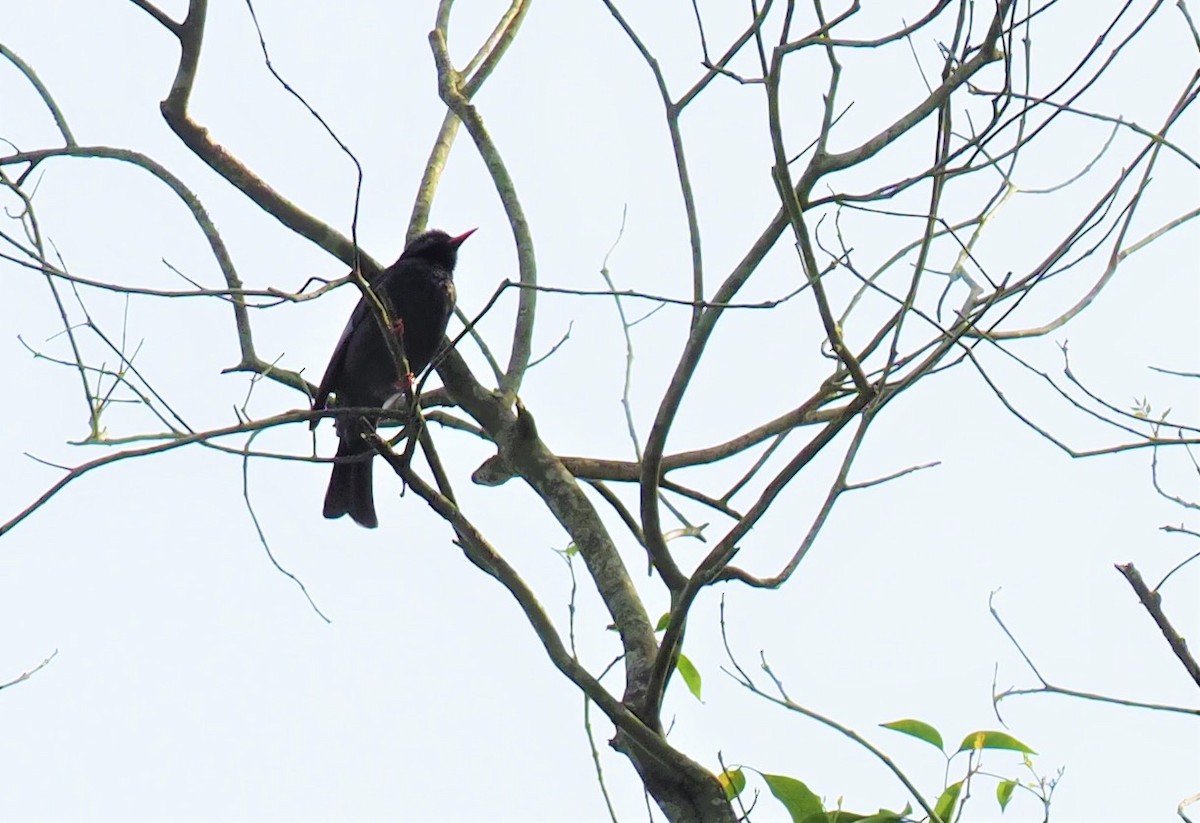 Bulbul noir - ML565366441