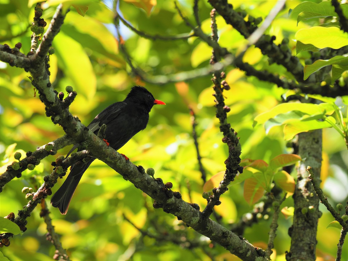 Black Bulbul - ML565366911