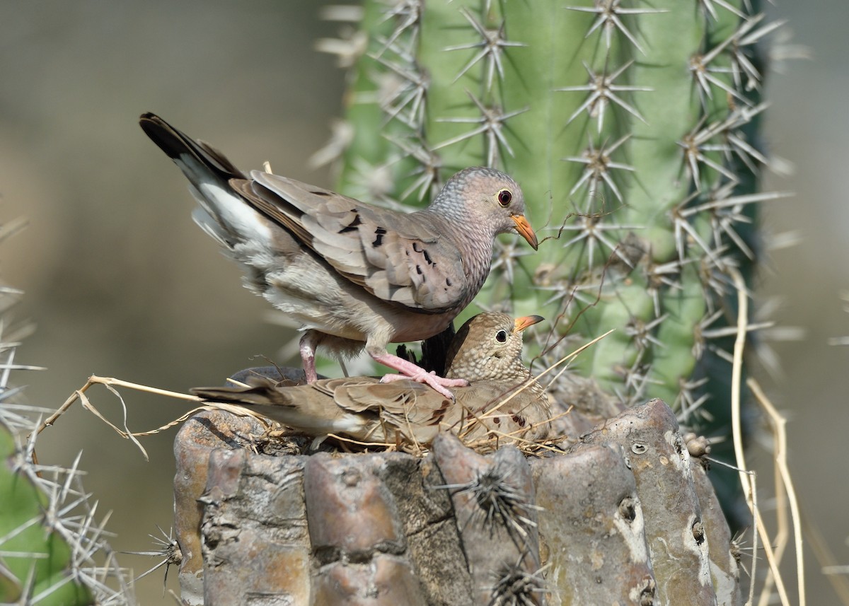 Common Ground Dove - ML565367651