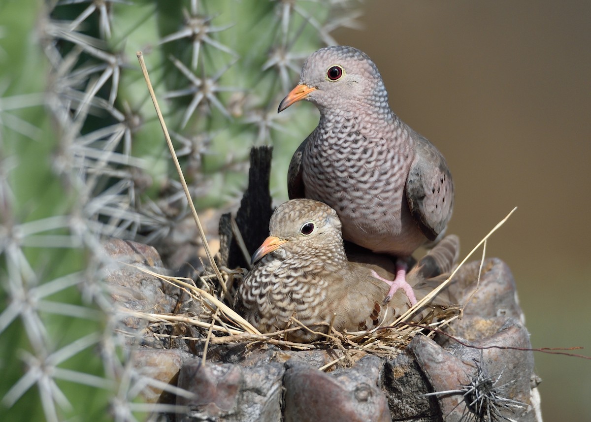 Common Ground Dove - ML565367661