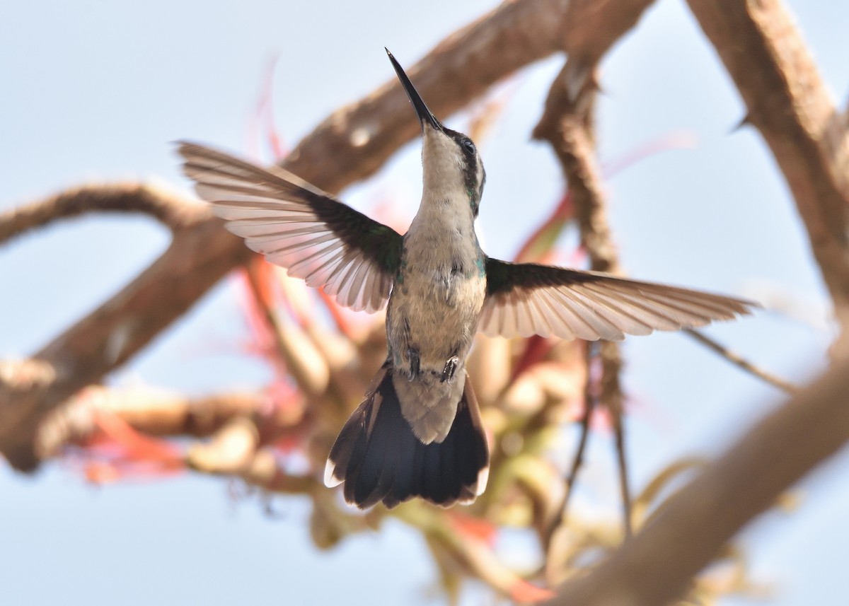 Blue-tailed Emerald - ML565367821