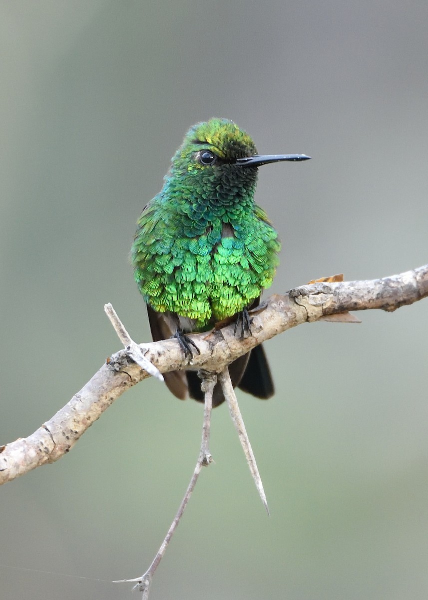 Blue-tailed Emerald - ML565368111