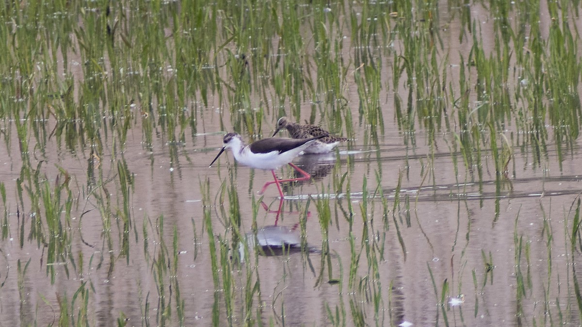 Эгэл хилэн жигүүр - ML565368161