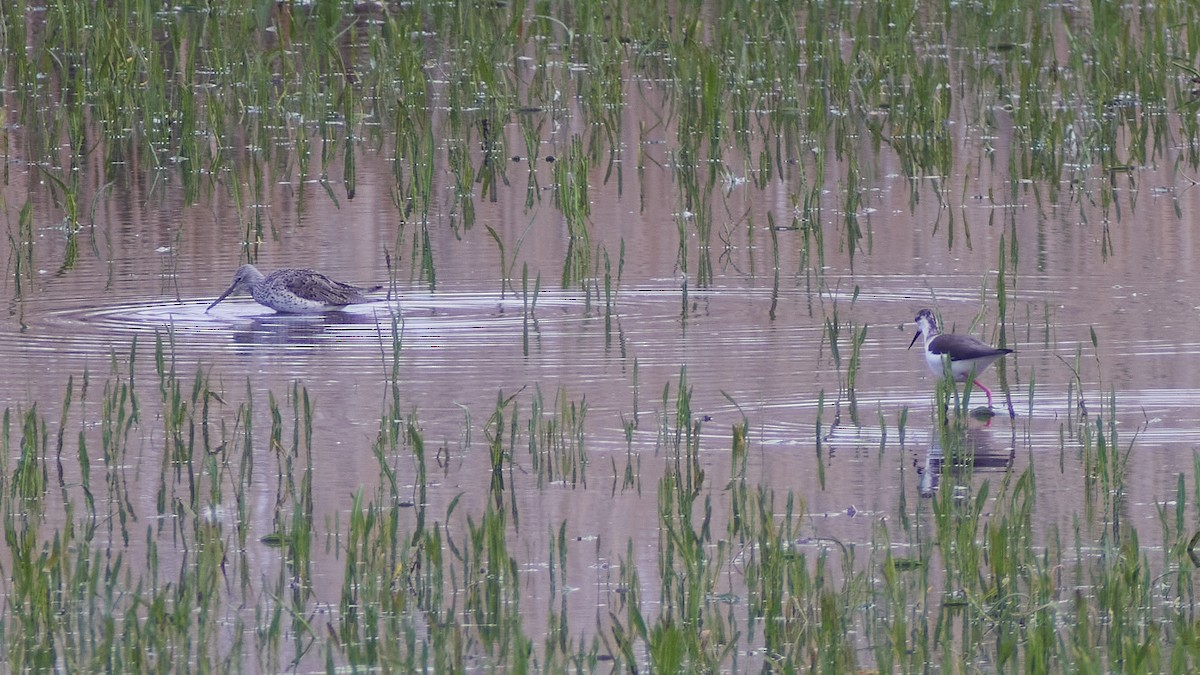 Эгэл хилэн жигүүр - ML565368171