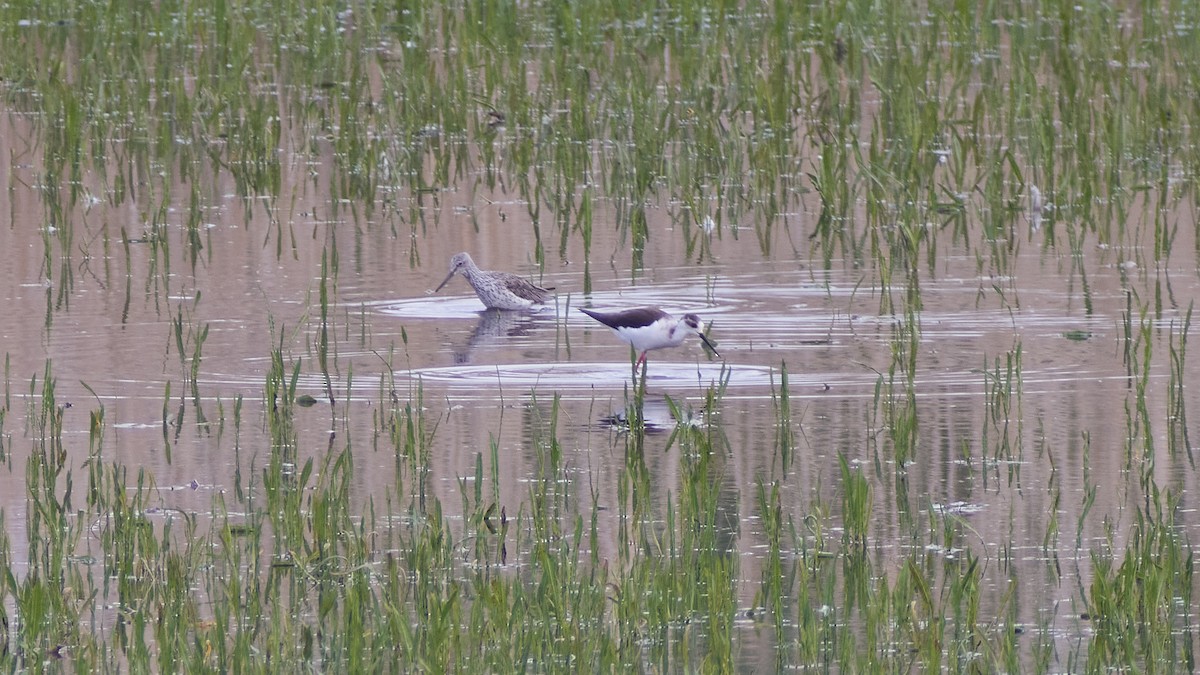 Эгэл хилэн жигүүр - ML565368181