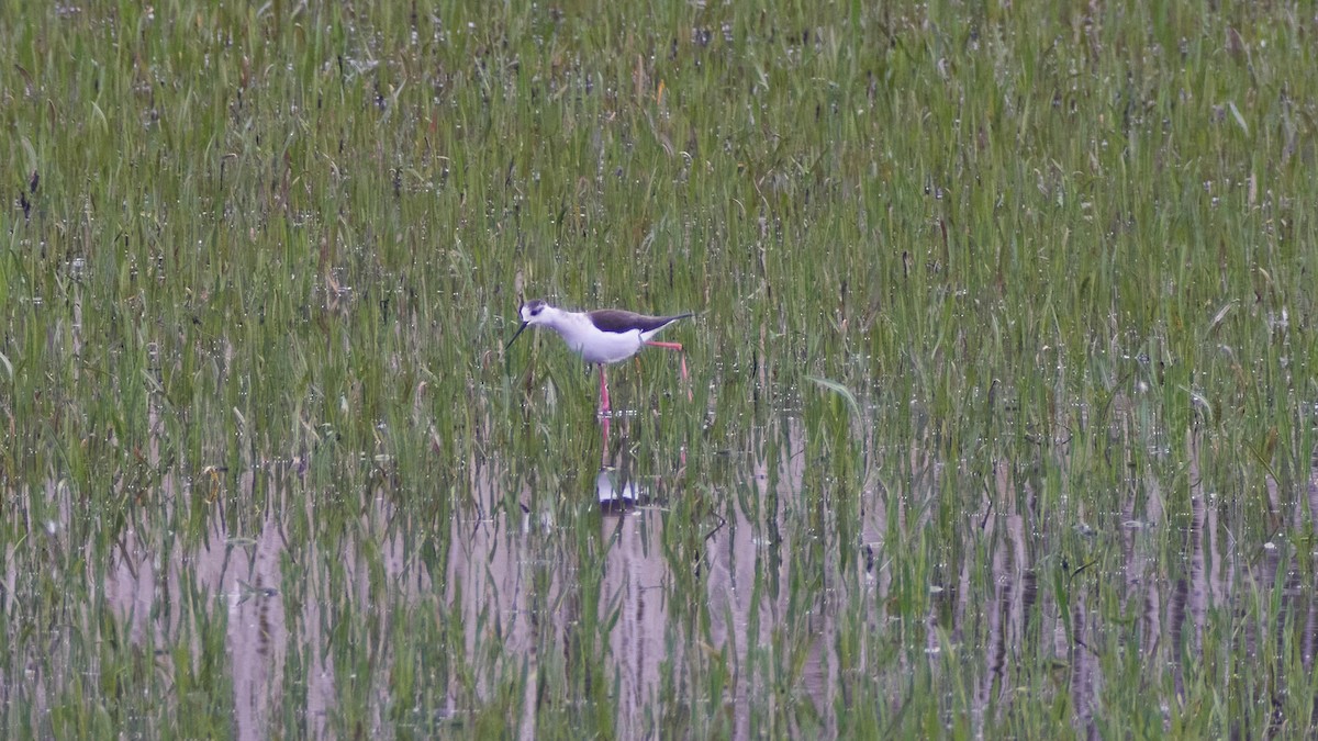 Эгэл хилэн жигүүр - ML565368191