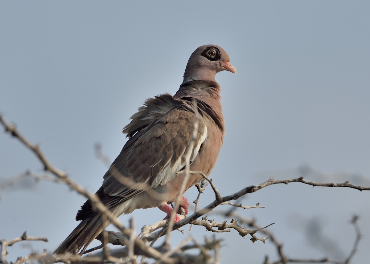 Bare-eyed Pigeon - Michiel Oversteegen