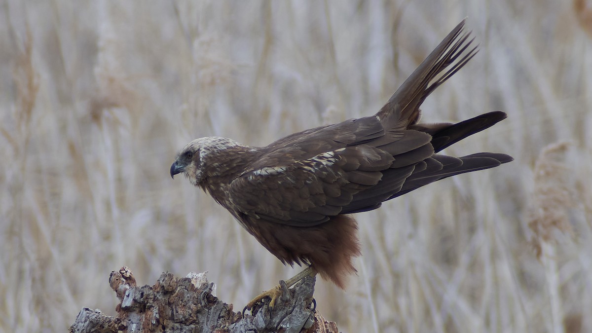 Намгийн хулд - ML565368731