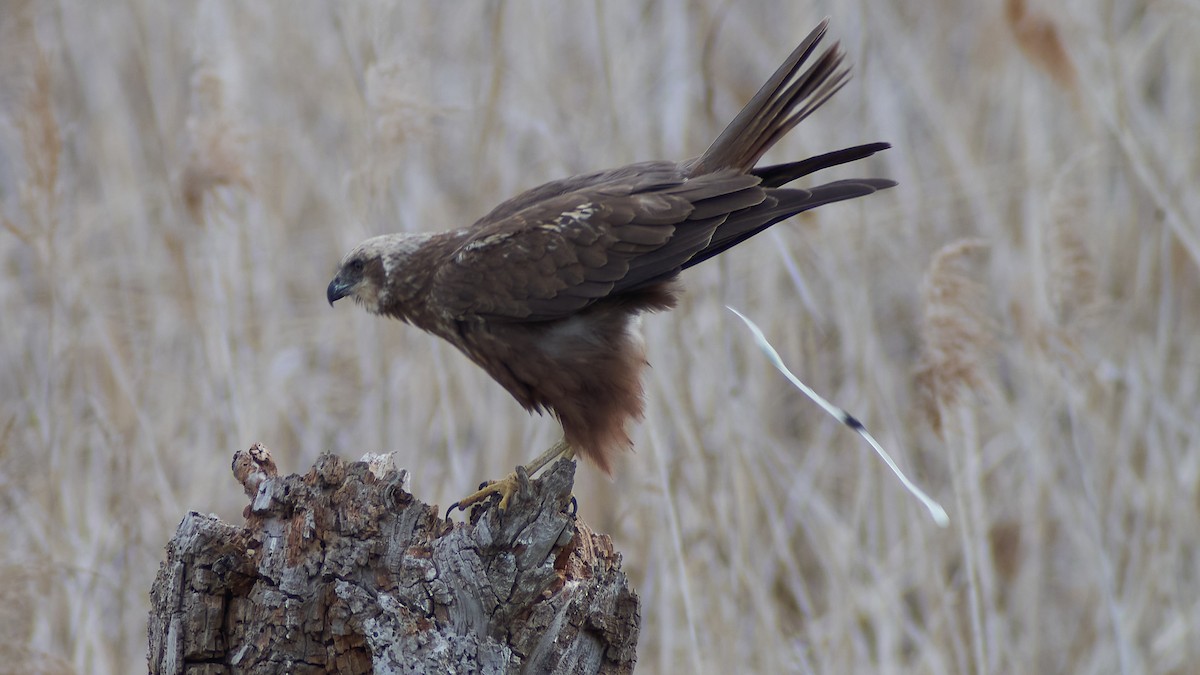 Намгийн хулд - ML565368741