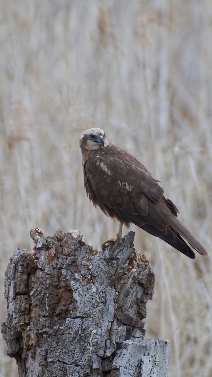 Намгийн хулд - ML565368751