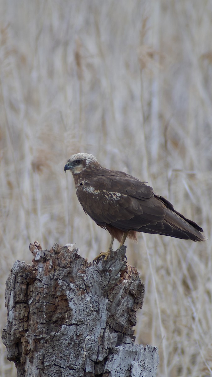 Намгийн хулд - ML565368761