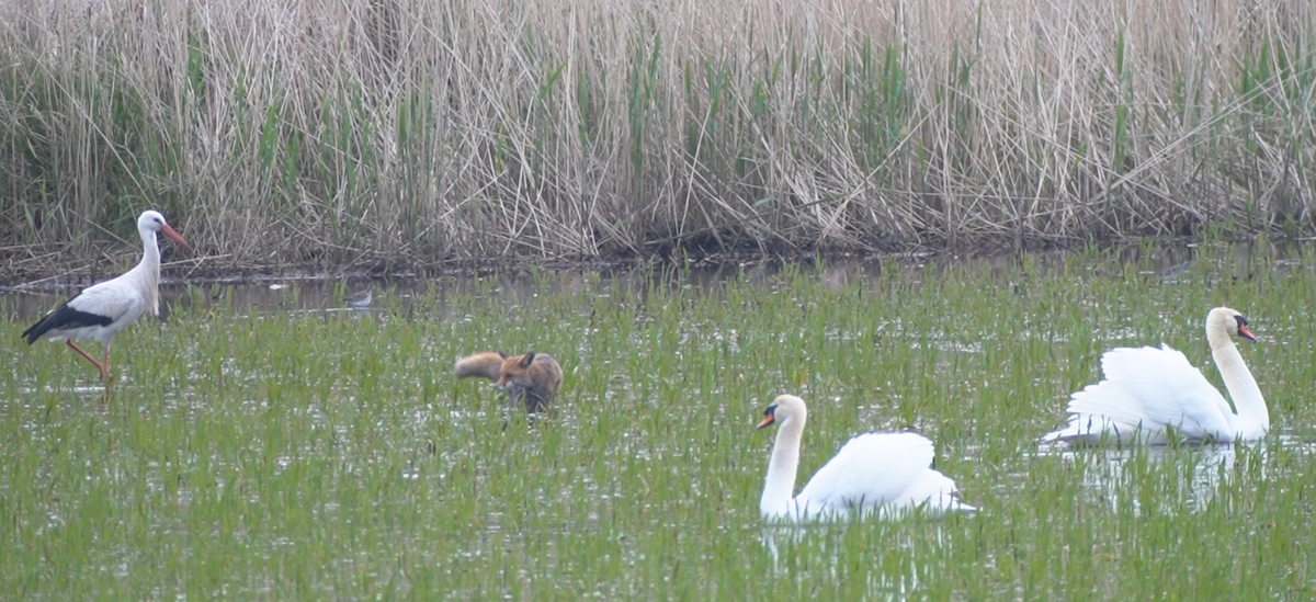 White Stork - ML565369181
