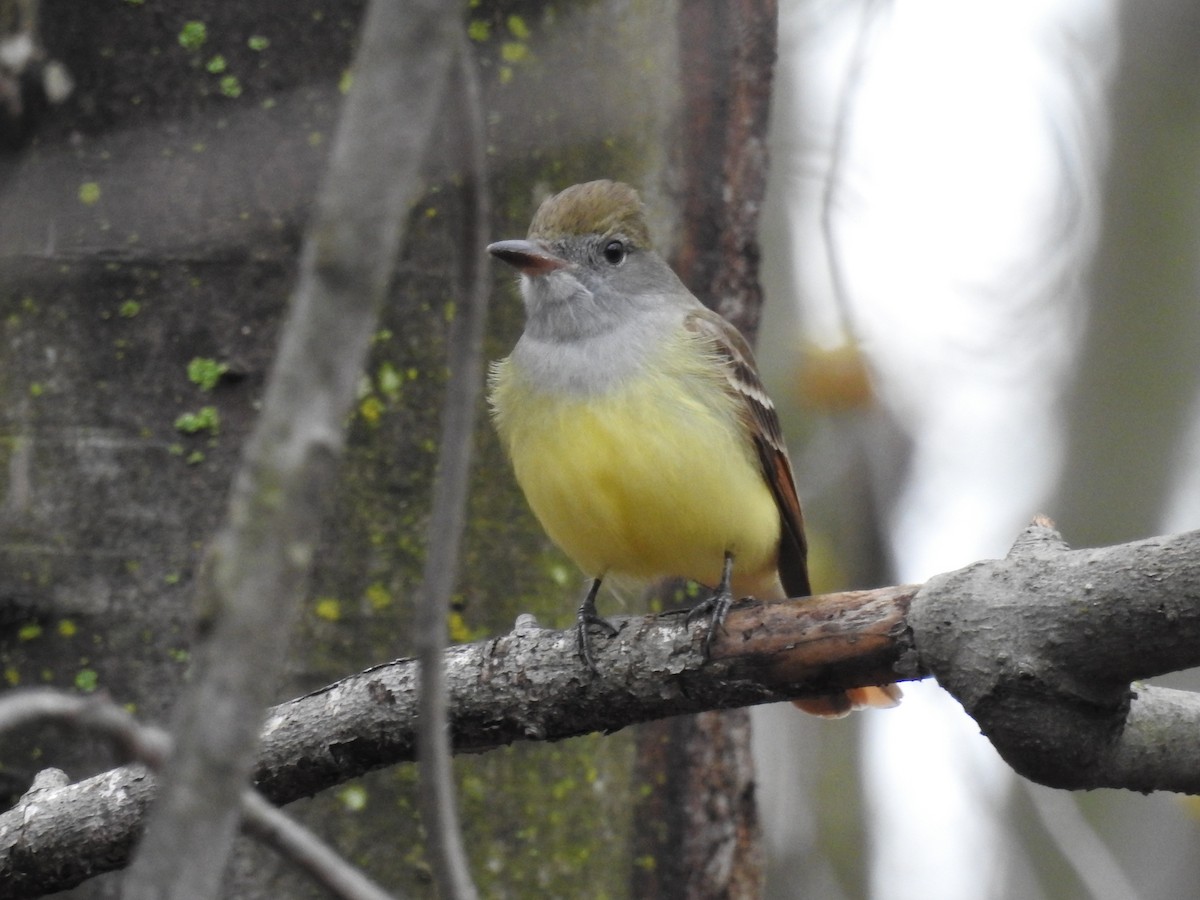 Great Crested Flycatcher - ML56536941