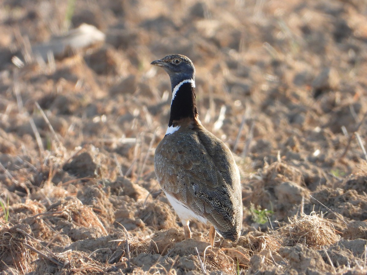 Little Bustard - ML565370971