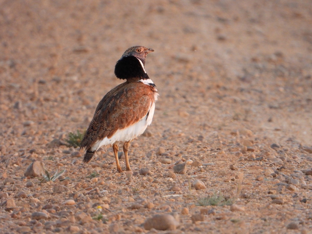 Little Bustard - ML565371031