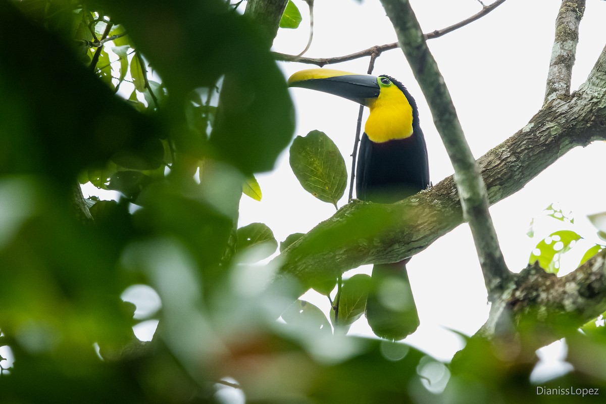 Yellow-throated Toucan (Chestnut-mandibled) - ML565372411