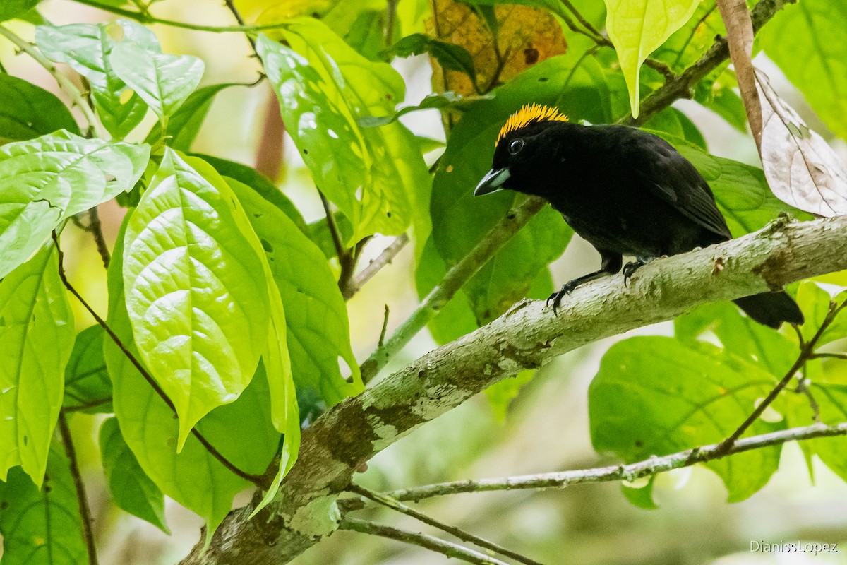Tawny-crested Tanager - ML565372901
