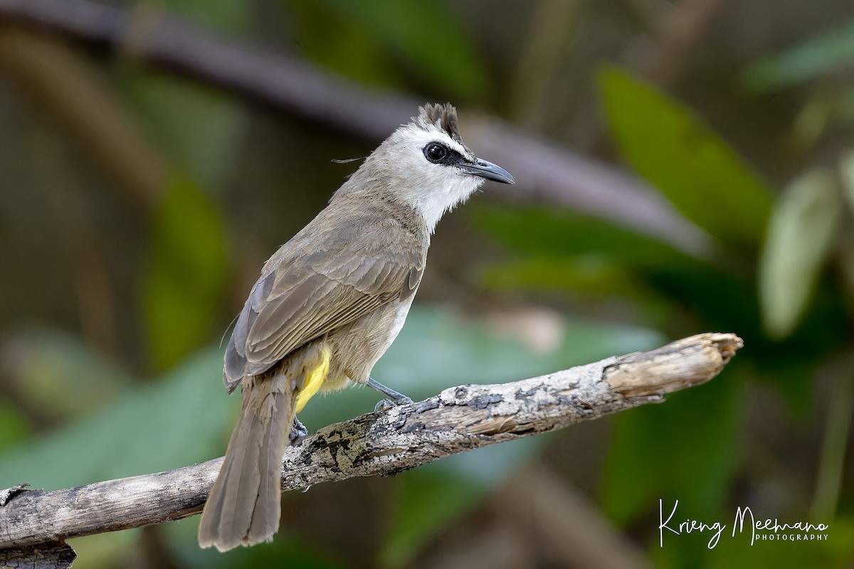 Yellow-vented Bulbul - ML565373981