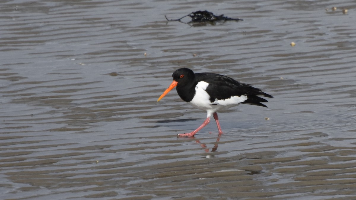 Eurasian Oystercatcher - ML56537511