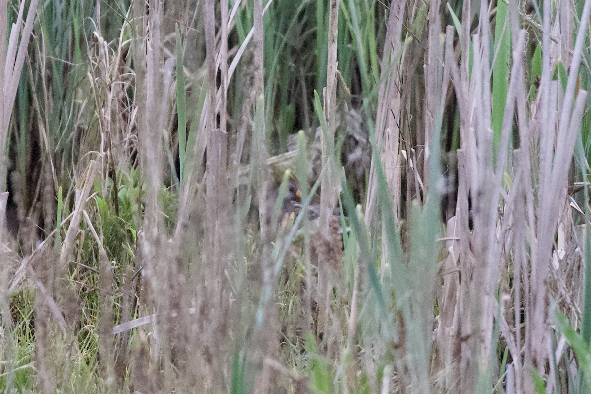 Spotted Crake - ML565375941