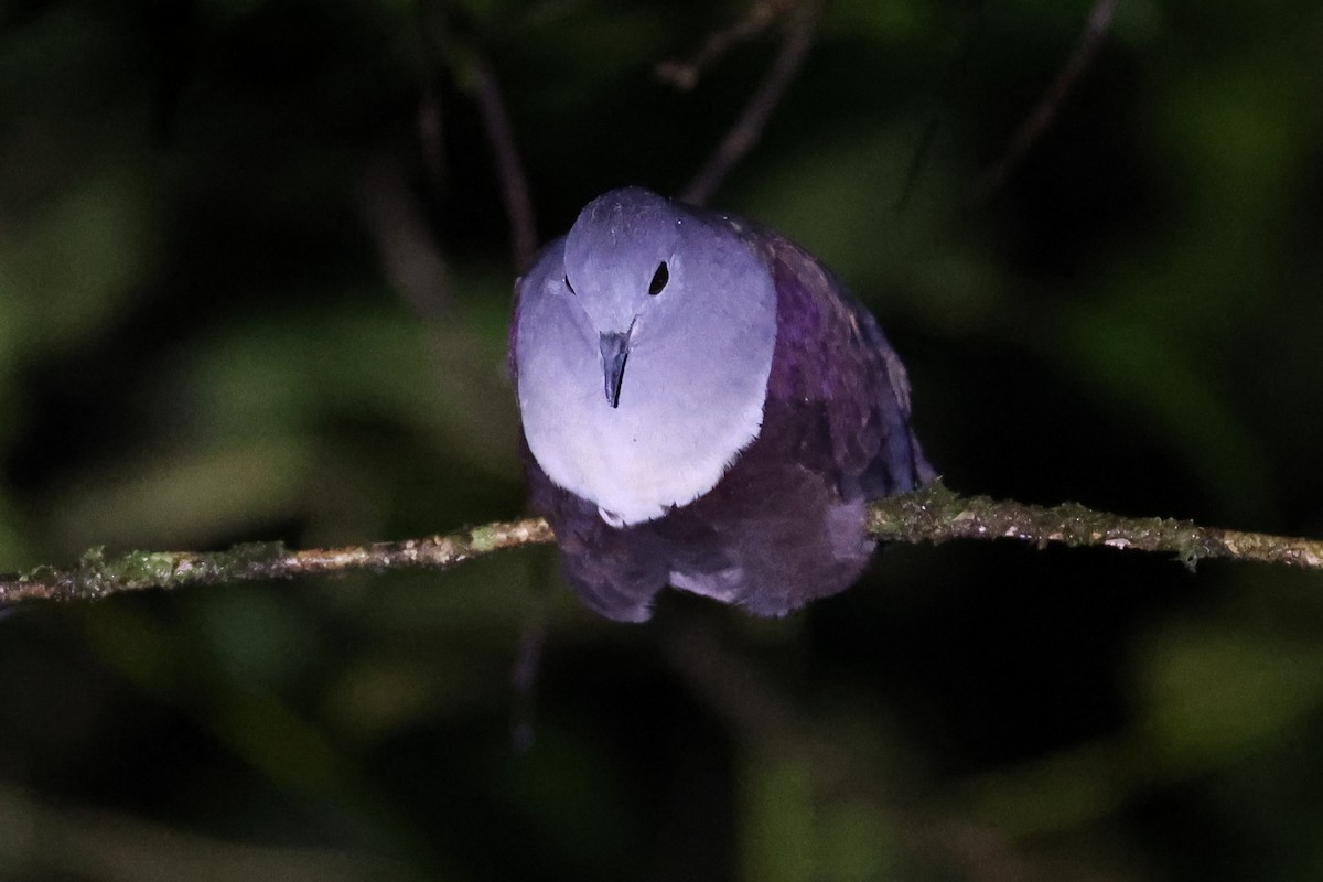 Bronze Ground Dove - ML565376501