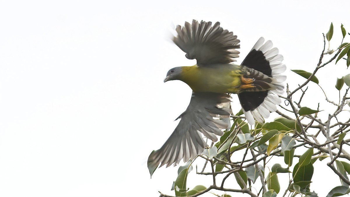 Yellow-footed Green-Pigeon - ML565376641