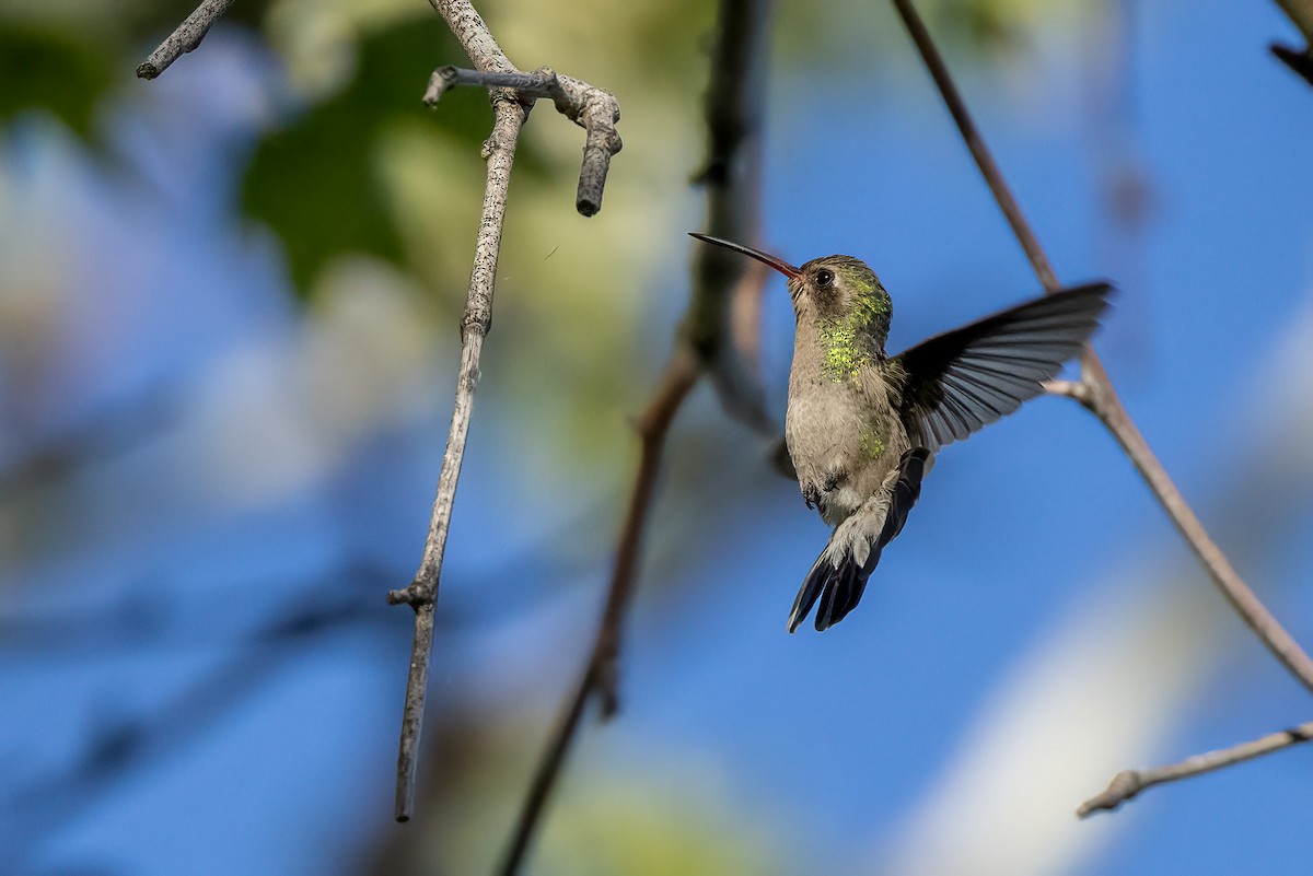 Broad-billed Hummingbird - ML565376891