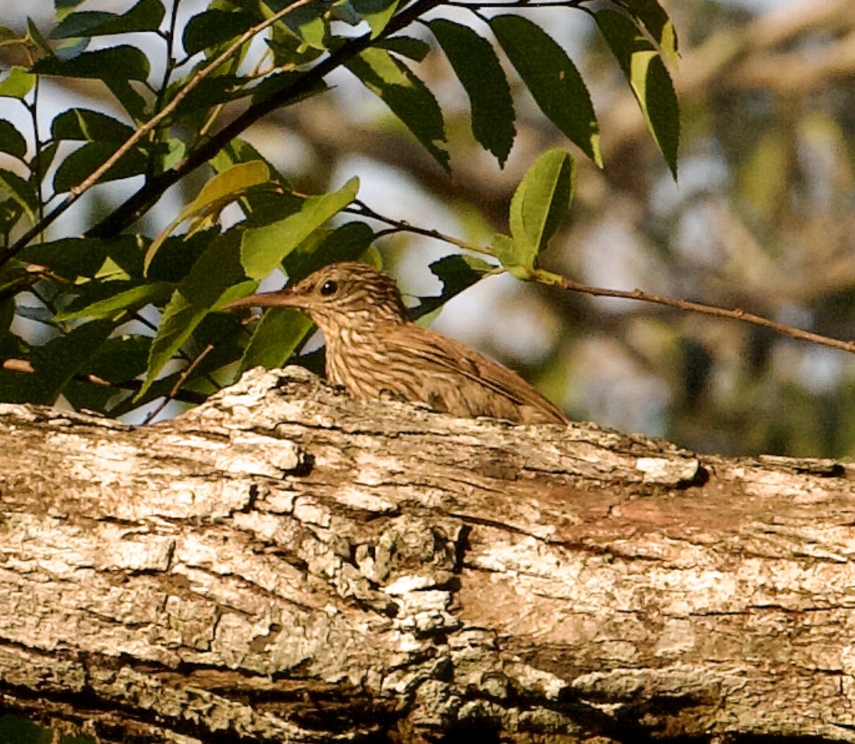 Guianan Woodcreeper - ML565377631