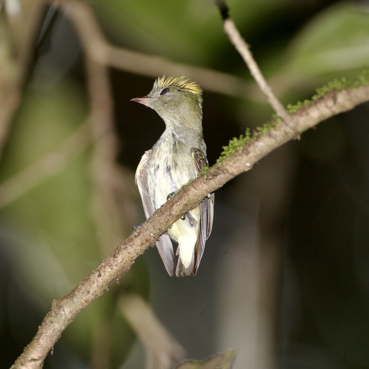 Tiny Tyrant-Manakin - ML565377771