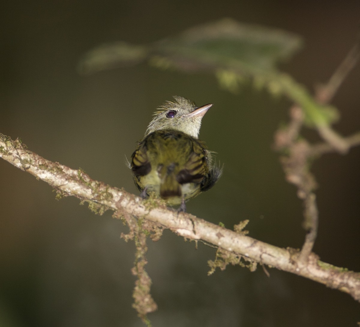 Tiny Tyrant-Manakin - ML565377781