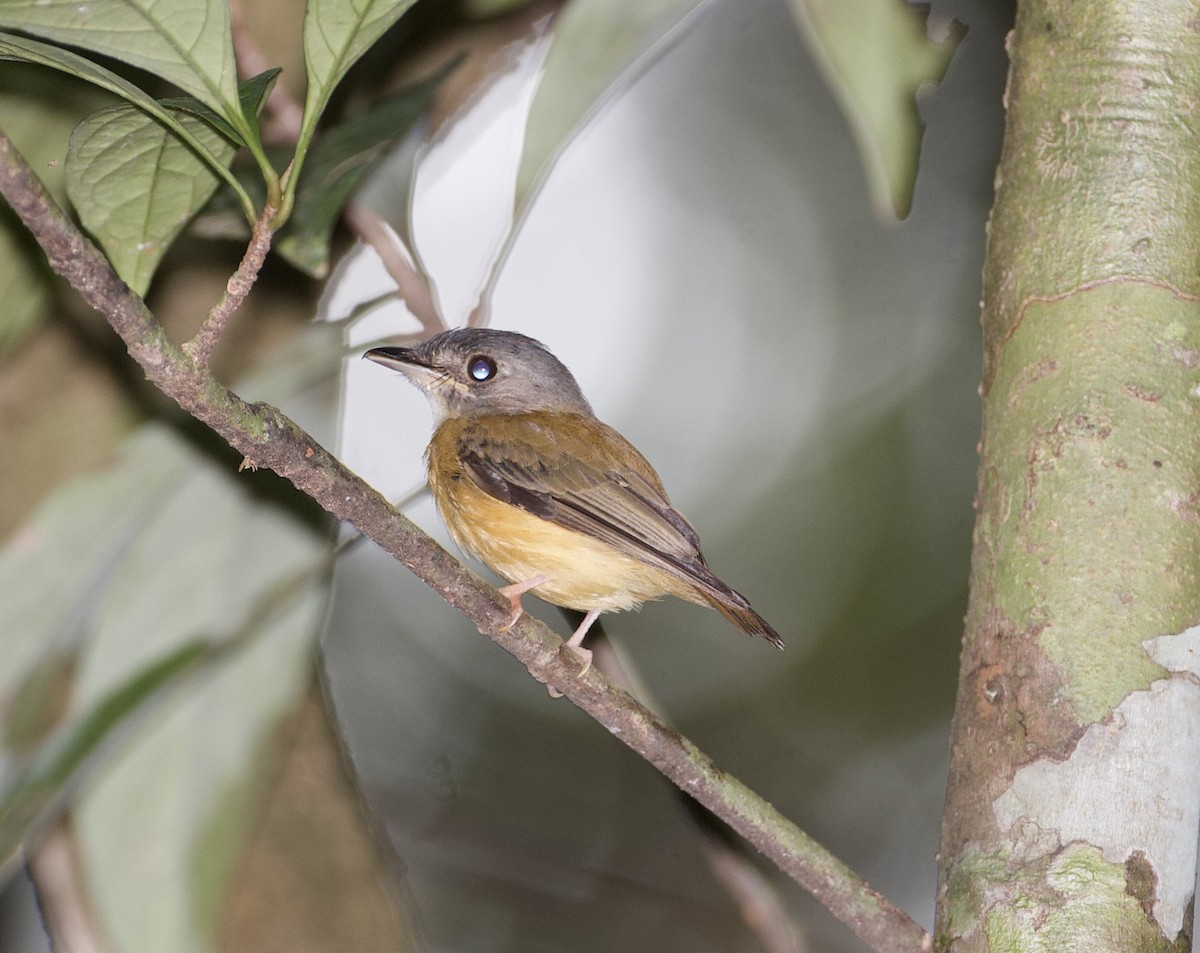 White-crested Spadebill - ML565377871