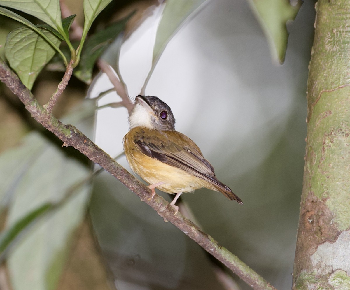 White-crested Spadebill - ML565377881