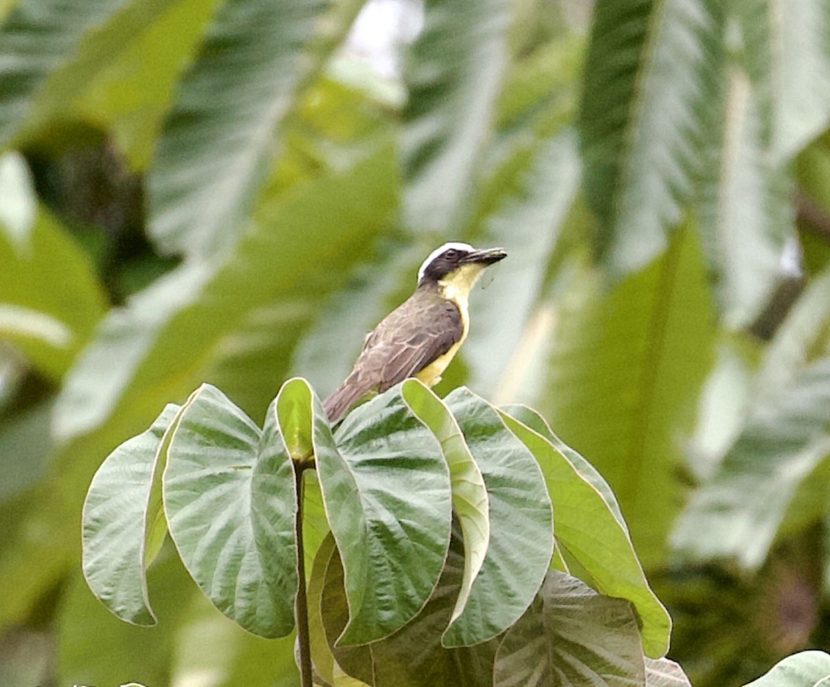 Yellow-throated Flycatcher - ML565377971