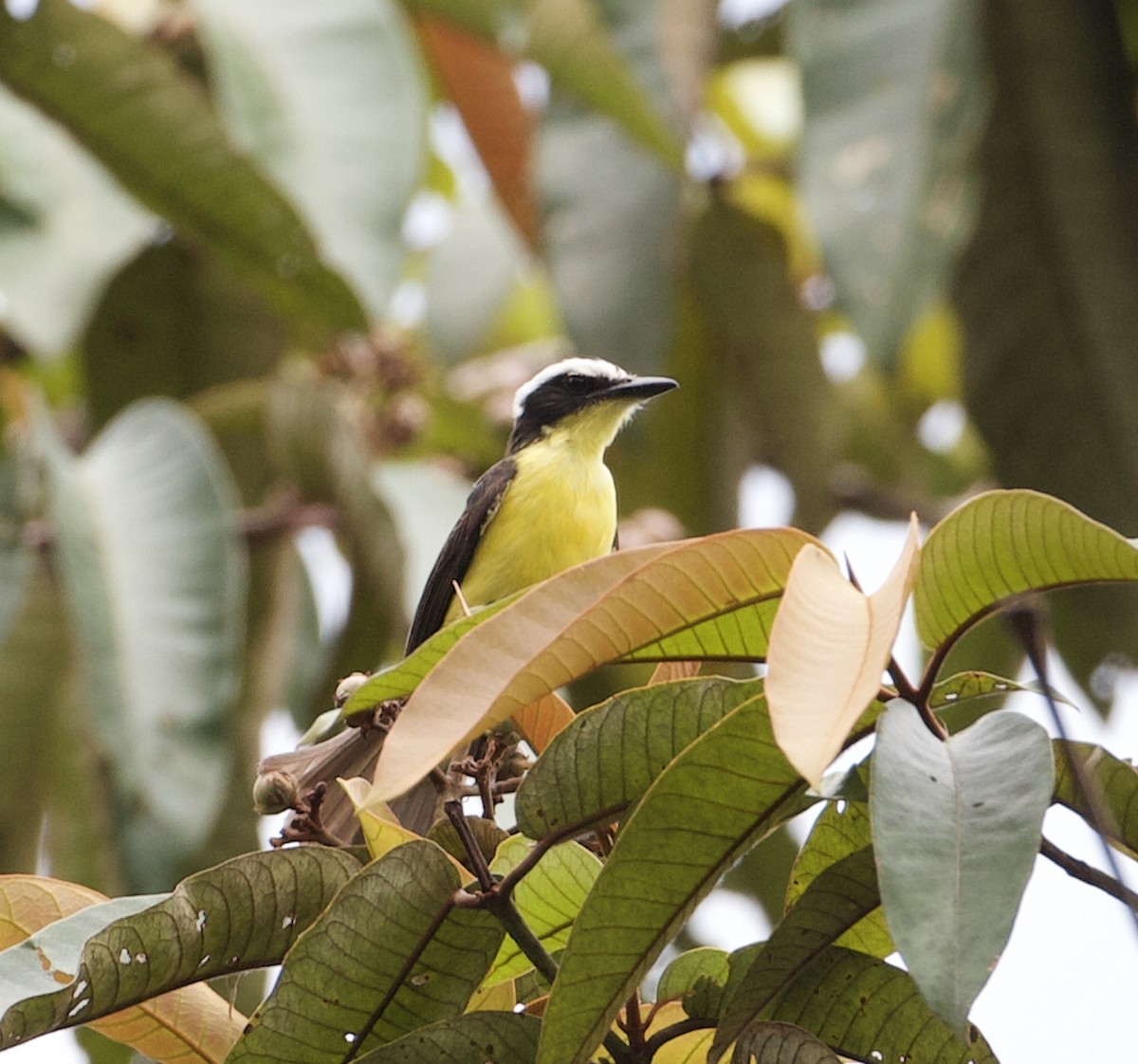 Yellow-throated Flycatcher - ML565377991