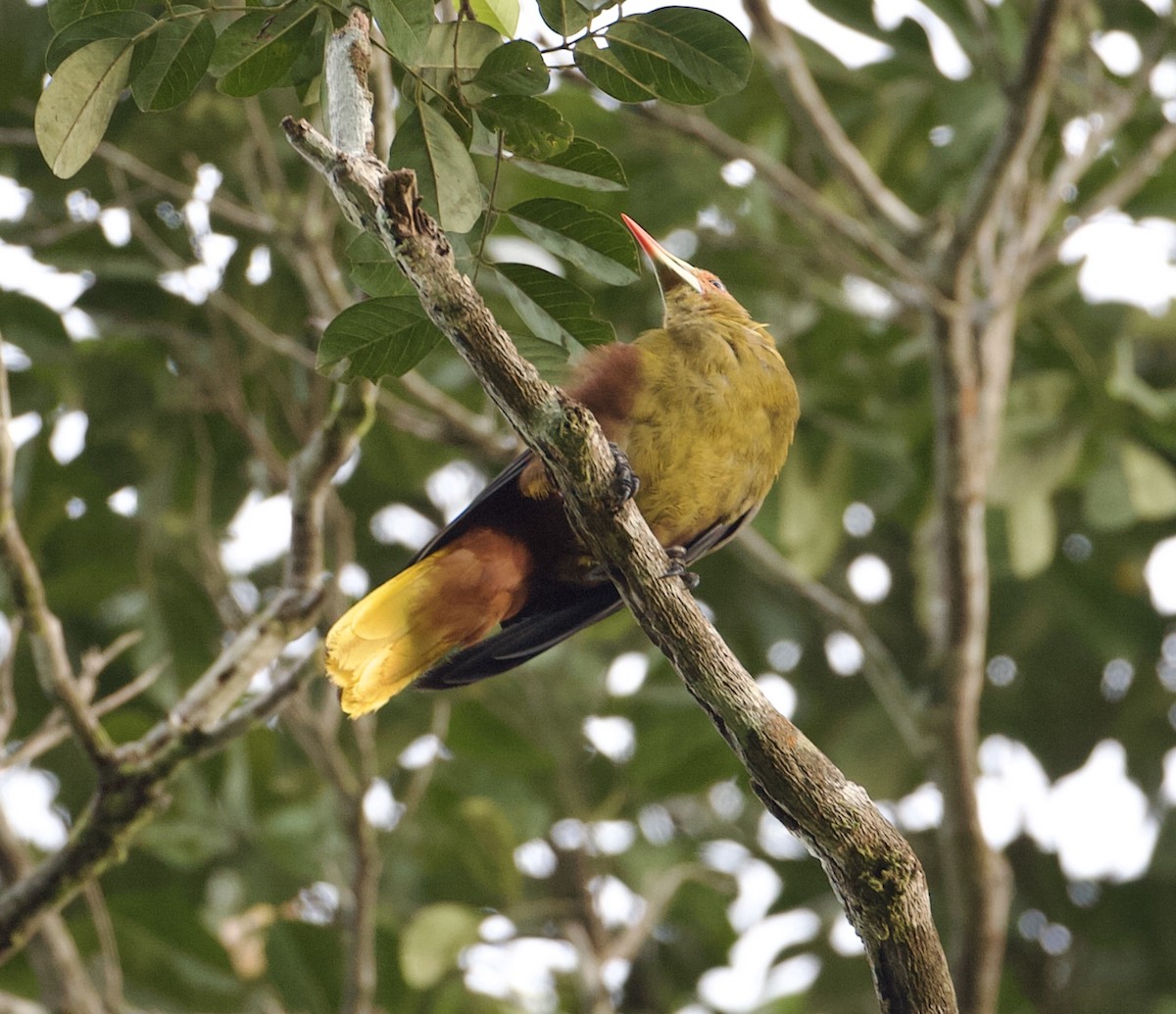 Green Oropendola - ML565378051