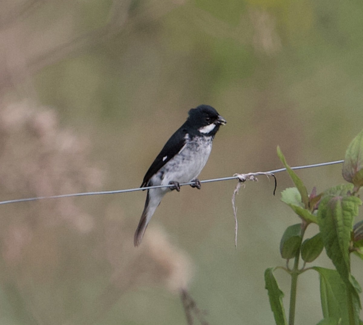 Lesson's Seedeater - ML565378061