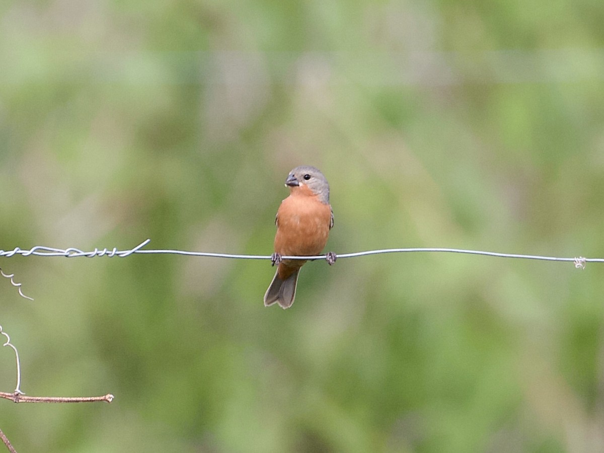 Ruddy-breasted Seedeater - ML565378101