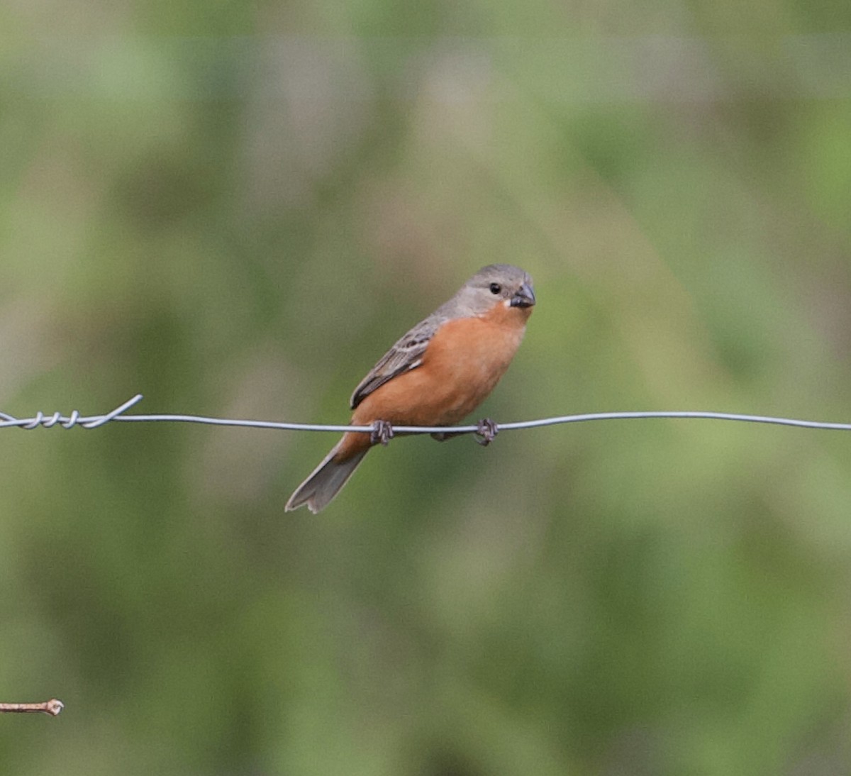 Ruddy-breasted Seedeater - ML565378111