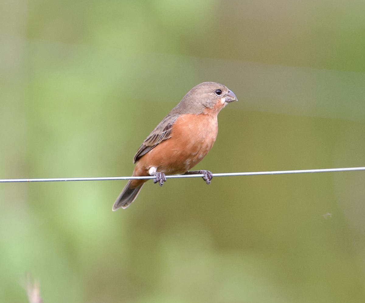 Ruddy-breasted Seedeater - ML565378121