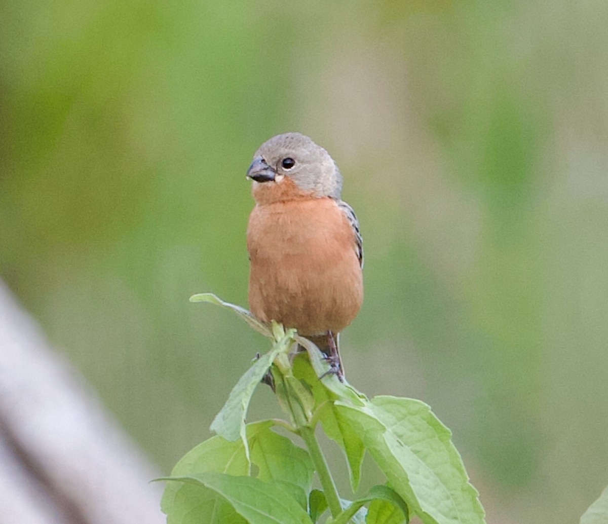 Ruddy-breasted Seedeater - ML565378131