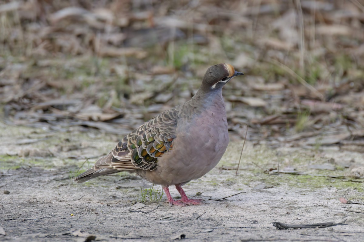 Common Bronzewing - Andreas Heikaus