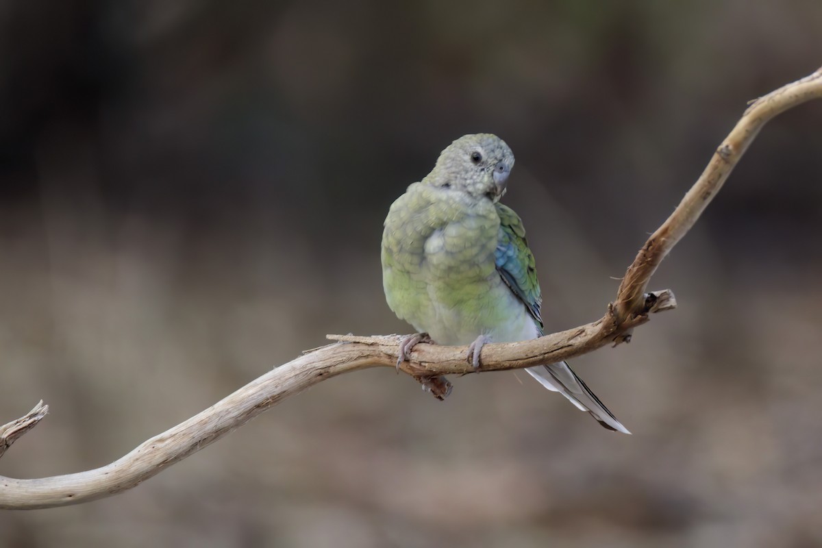Red-rumped Parrot - Andreas Heikaus