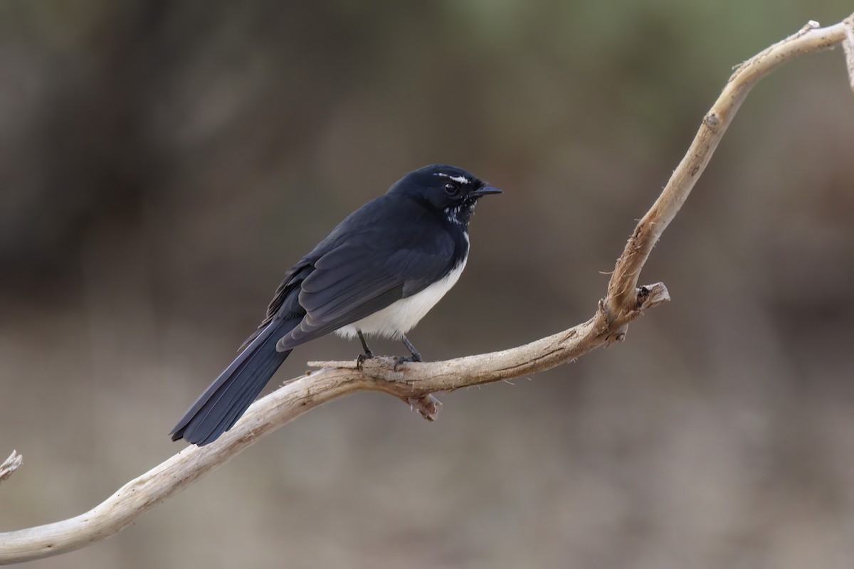 Willie-wagtail - Andreas Heikaus