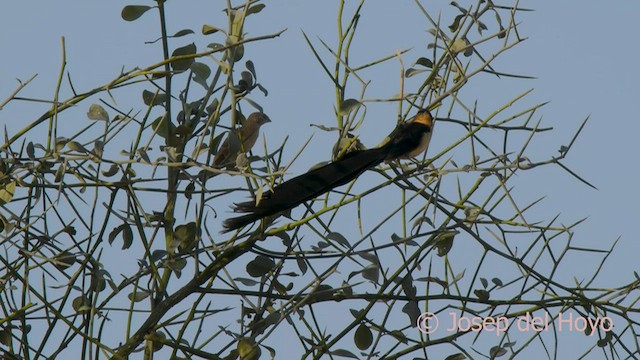 Sahel Paradise-Whydah - ML565378881