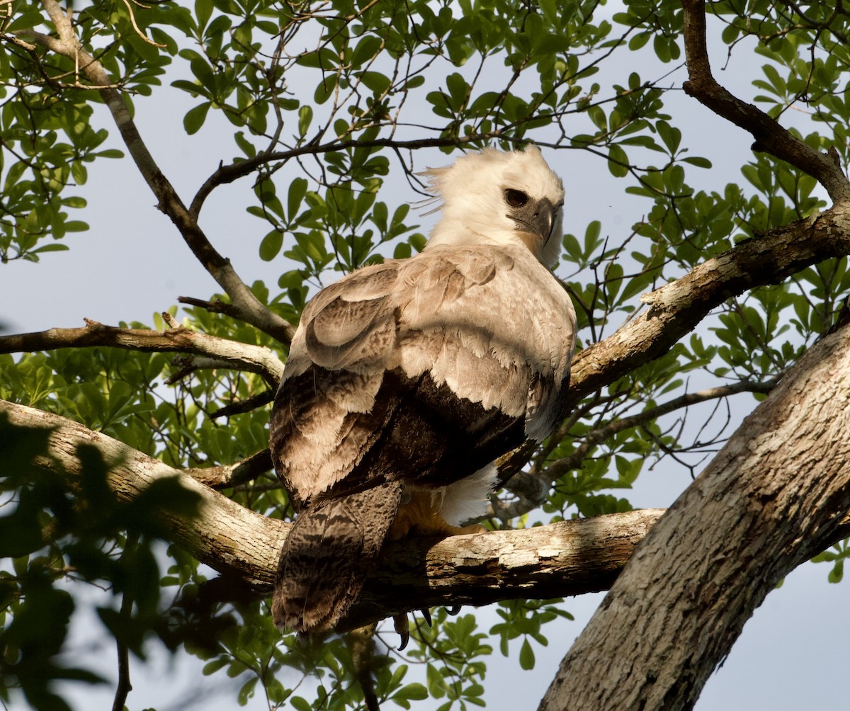 Harpy Eagle - ML565379001