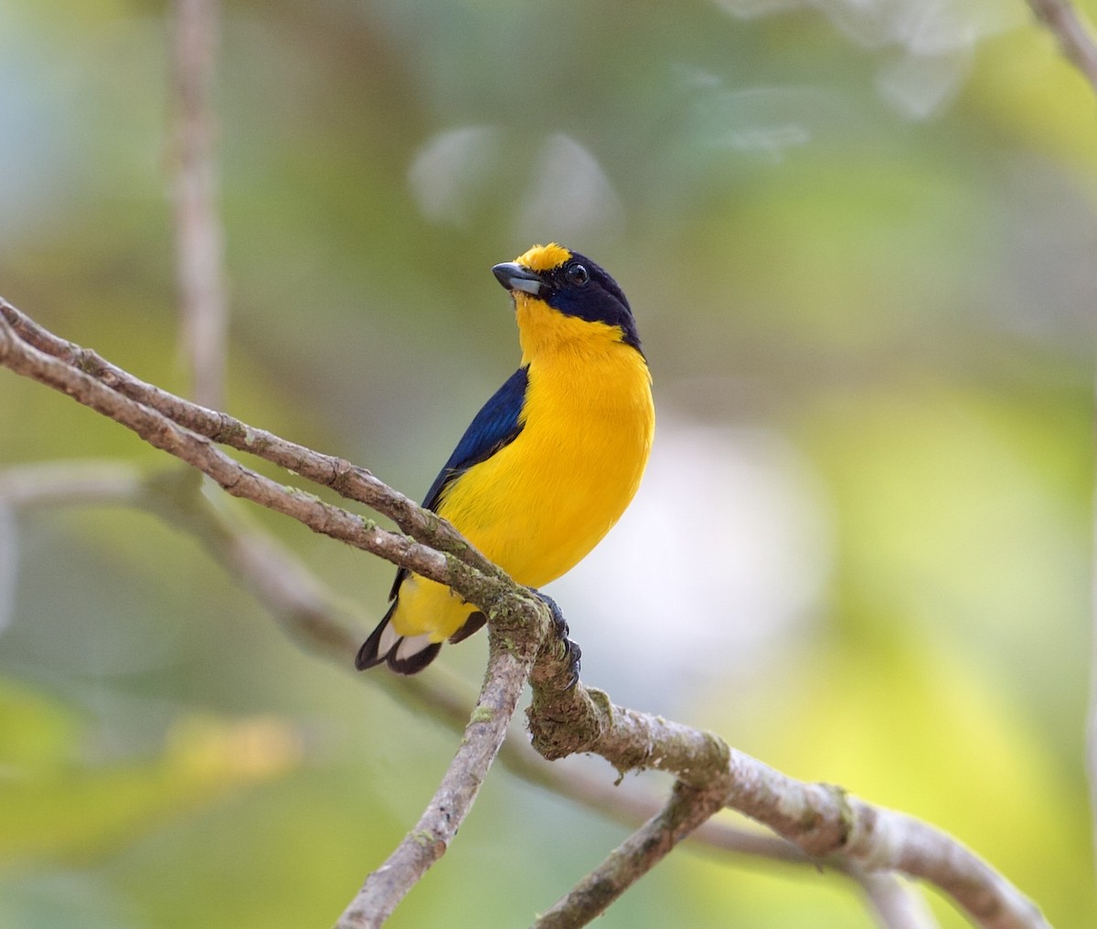 Violaceous Euphonia - Joseph Tobias