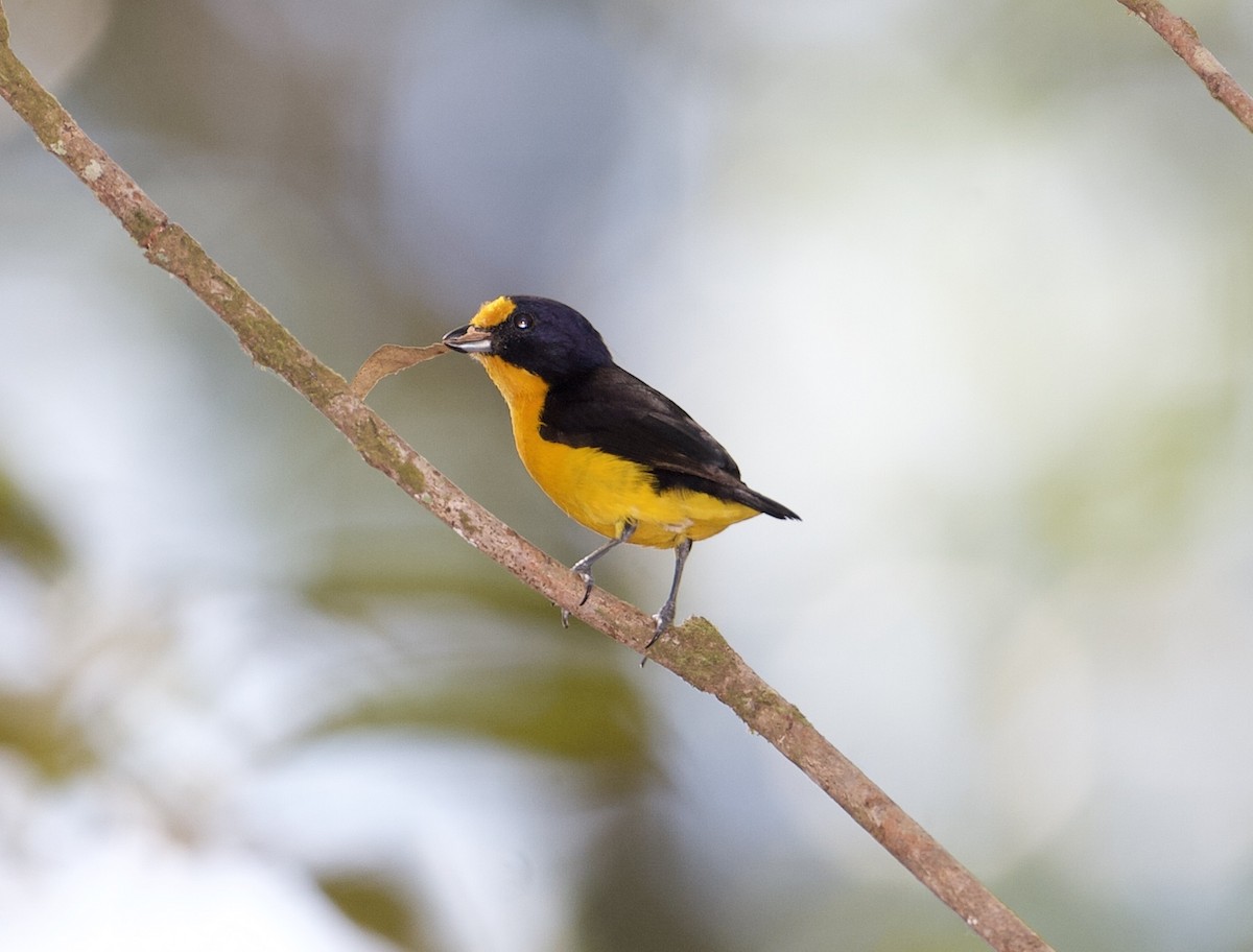 Violaceous Euphonia - Joseph Tobias