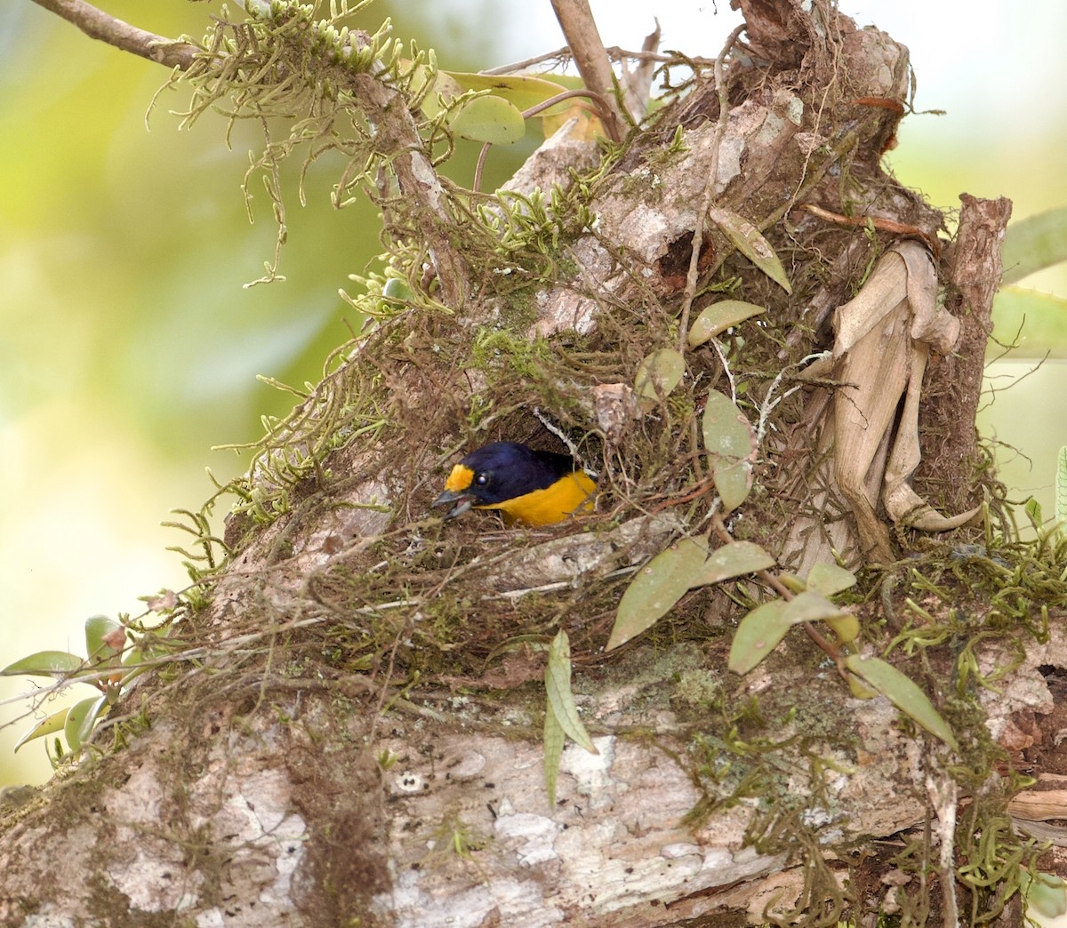 Violaceous Euphonia - Joseph Tobias