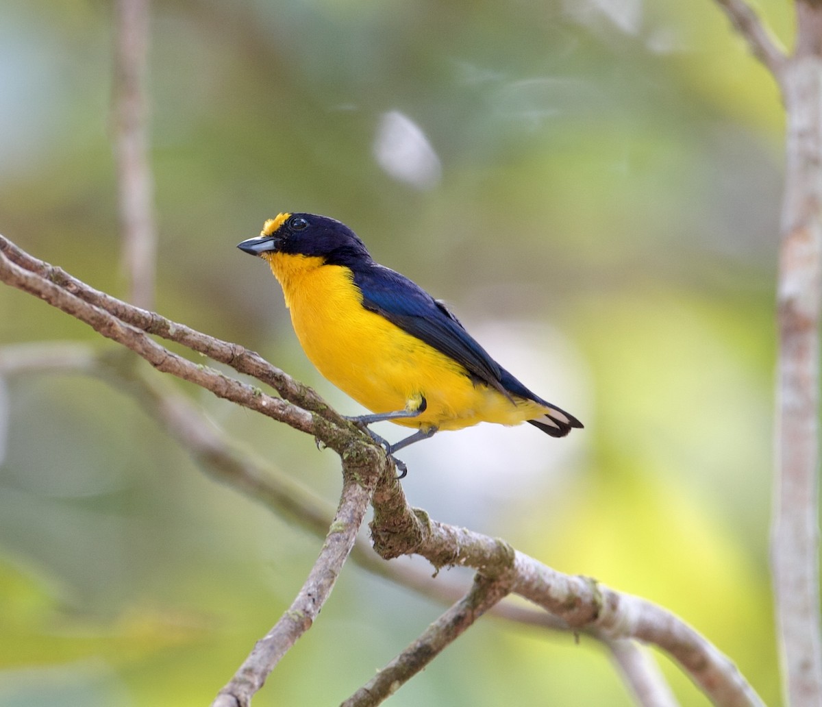 Violaceous Euphonia - ML565379171