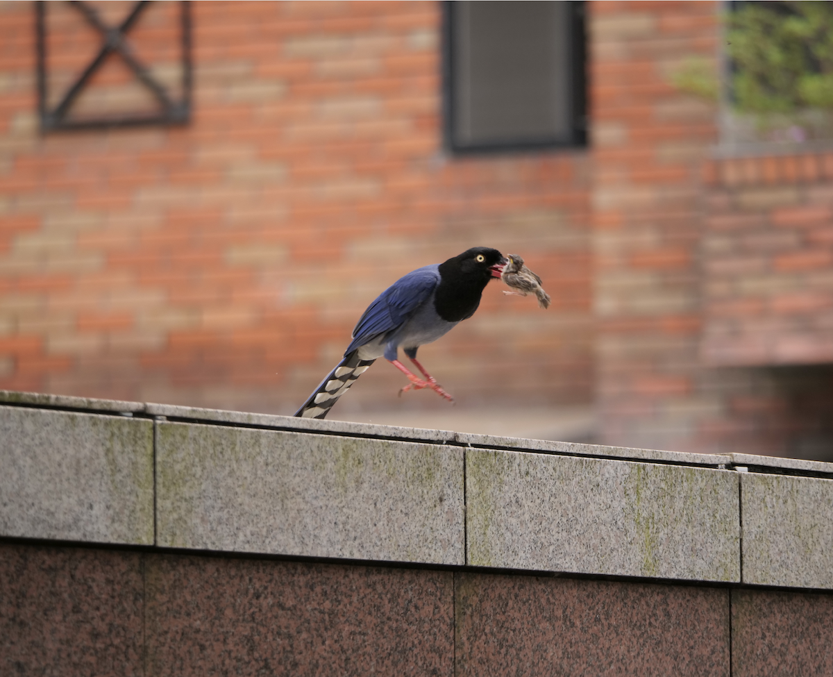 Taiwan Blue-Magpie - ML565379411